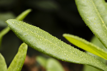 Drops of water on azalea leaves.