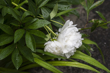 Fallen flower white peony after rain with green leaves.