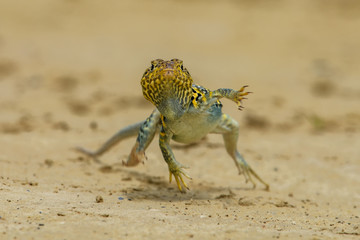 Bearded dragon