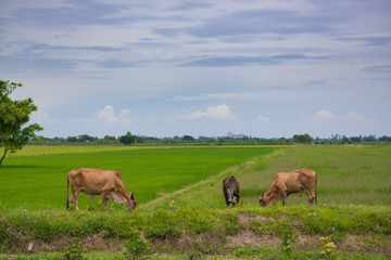 Cow eating grass or rice straw in rice field with blue sky, rural background.