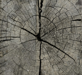 Raw wood, wooden slatted fence or lath wall background.