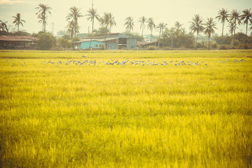Rice field green grass blue sky cloud cloudy landscape background,
