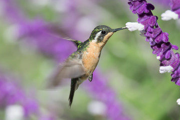 Hummingbird(Trochilidae)Flying gems
