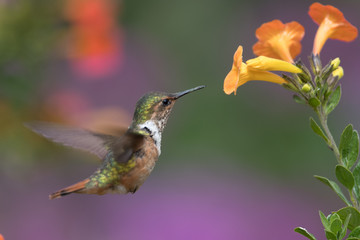 Hummingbird(Trochilidae)Flying gems