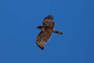 hen harrier, seen in the wild near the San Francisco Bay