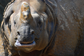 Fototapeta premium Indian rhinoceros ( 1 )
