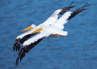 A couple of American white pelicans against the sea, seen in North California