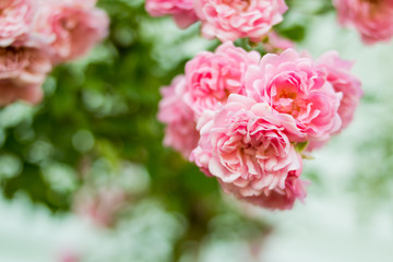 Fototapeta premium shrub rose. Pale pink roses shrub in garden, vintage color. Bush of beautiful pink roses closeup. Rose bush in the garden in summer on sunny day. Copy space for text