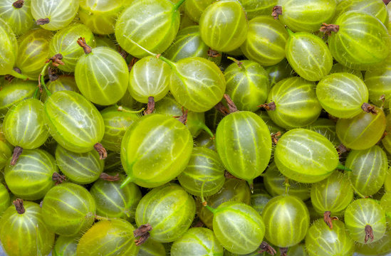 Fresh and green gooseberries background. Closeup