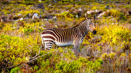 Fototapeta na wymiar Grazing Zebras in Cape Point Nature Reserve on the Cape Peninsula in South Africa