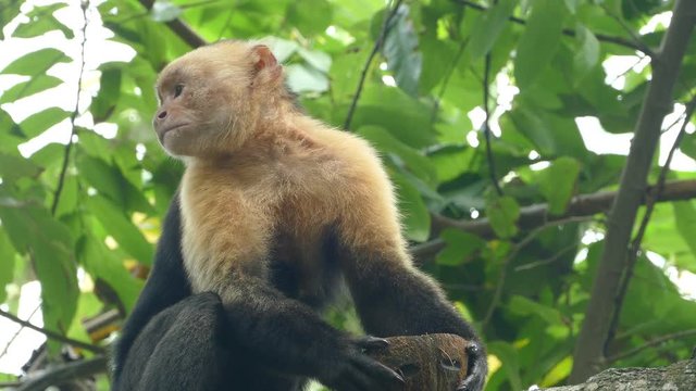 Capuchin monkey chewing and spitting out coconut pieces in Montezuma Costa Rica