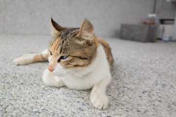 cat sit on the corridor