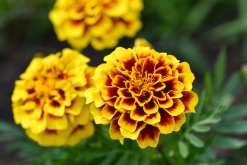marigold