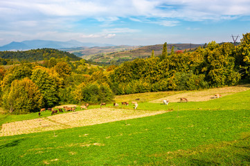 great autumnal rural area in mountains