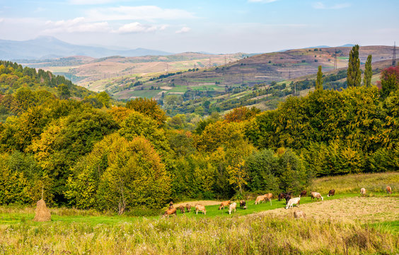 Cows grazing on rural fields in autumn