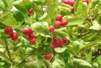 Obraz premium Bengal Currants