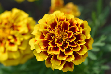 marigold