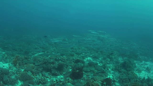 A school of Yellowstripe barracudas. 4k footage