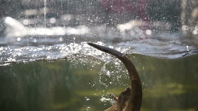 Playful otter swimming and playing around in water