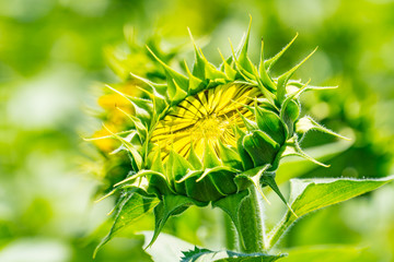 Fototapeta premium Akeno Sunflower Field under Summer Sky – Radiant Rural Landscape (2017)