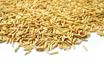 paddy background. dry method of brown paddy rice seed, paddy rice seed surface texture.