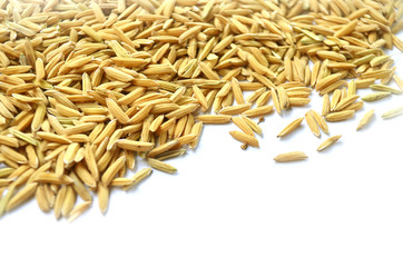 paddy background. dry method of brown paddy rice seed, paddy rice seed surface texture. - 168147607