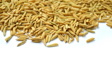 paddy background. dry method of brown paddy rice seed, paddy rice seed surface texture.