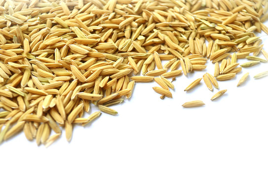 paddy background. dry method of brown paddy rice seed, paddy rice seed surface texture.