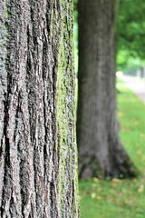 An image of a tree trunk