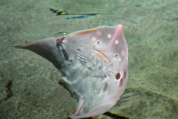 verspielter Rochen im seichten Wasser