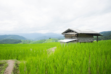 Fototapeta na wymiar home and green terraced rice field with mist on morning in Pa Bong Pieng, Chiang Mai, Thailand.