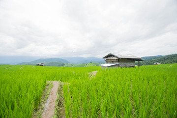 Obraz premium home and green terraced rice field with mist on morning in Pa Bong Pieng, Chiang Mai, Thailand.