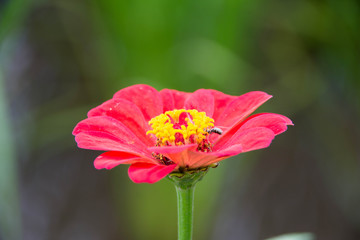 Zinnia flower and selective focus on nature background.