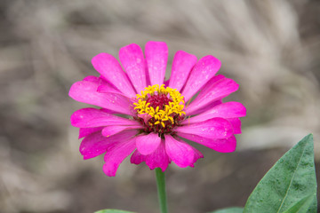 Obraz premium Zinnia flower and selective focus on nature background.