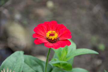 Zinnia flower and selective focus on nature background.