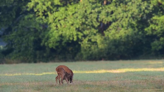 Zwei Rehb&ouml;cke beim spielerischen Kampf,  Gro&szlig; gegen Klein, Sommer