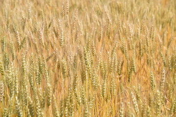 wheat