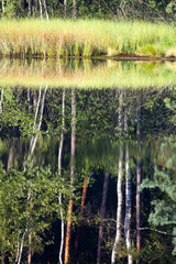 Abstrakcyjne formy roślin na brzegu leśnego jeziora
