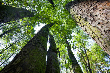 Korony olbrzymich olch w jesiennym slońcu © JDziedzic