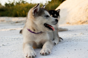 Puppies of the Alaskan malamula