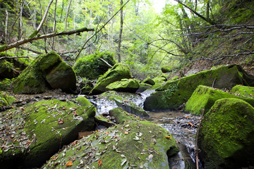Malowniczy górski strumień w leśnej scenerii  jesienią © JDziedzic