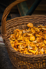 panier de girolles