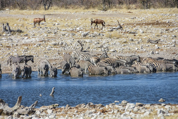 Fototapeta na wymiar Zebra drinking - Etosha
