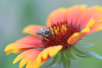 Small butterfly sitting on a yellow, bright flower...