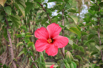 Beautiful tropical flower outdoors