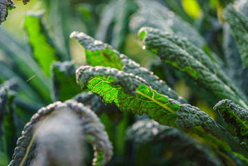 kale in the field