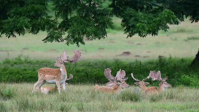 Damhirsch Rudel ruht auf Wiese, Sommer