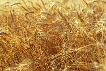 golden wheat field and sunny day