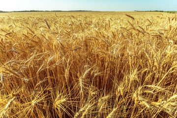 golden wheat field and sunny day