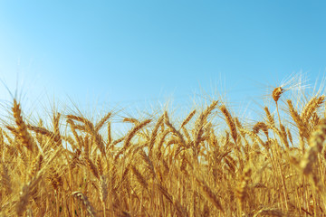 Fototapeta premium golden wheat field and sunny day